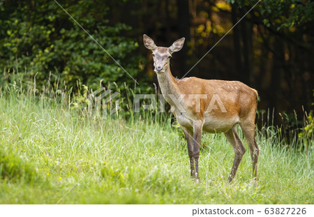 Surprised red deer hind standing on a green meadow and facing camera in summer 63827226