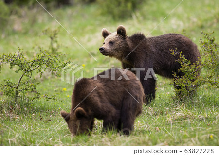 Cute brown bear cubs feeding and looking in a green nature habitat in springtime 63827228