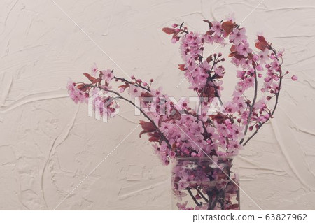 Cherry blossom in vase, beautiful pink flowers. Prunus serrulata or Japanese cherry also called hill cherry, oriental cherry or East Asian cherry. First flowers in march. White textured background Cherry blossom in vase, beautiful pink flowers. Prunus serrulata or Japanese cherry also called hill cherry, oriental cherry or East Asian cherry. First flowers in march. White textured background 63827962