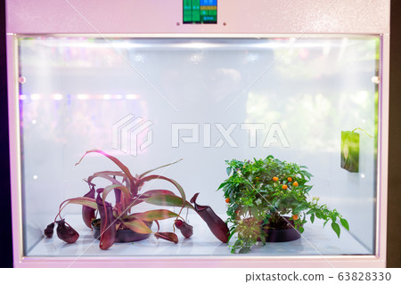 Plants in LED grow box Plants in LED grow box 63828330