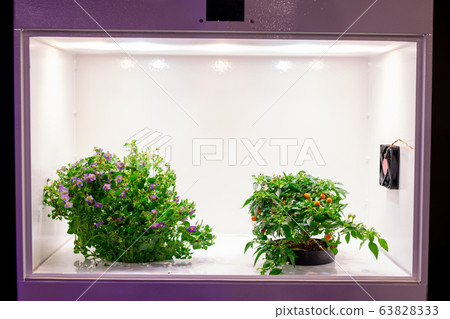 Isolated plants in grow box Isolated plants in grow box 63828333