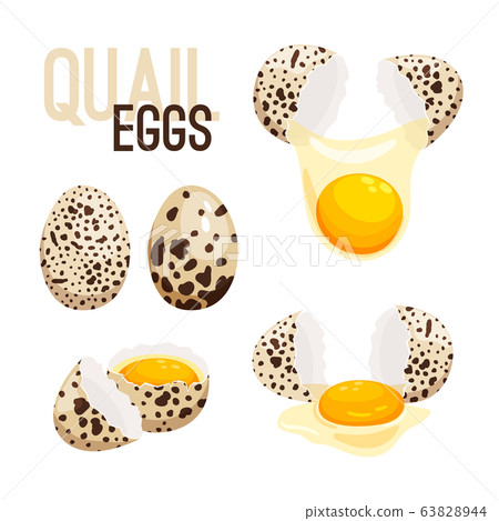 Quail eggs, whole and broken vector illustration Quail eggs, whole and broken vector illustration 63828944