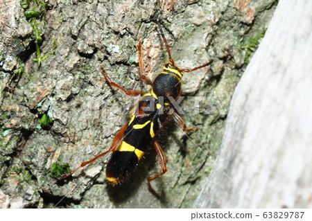 Kisujitorakamikiri 63829787