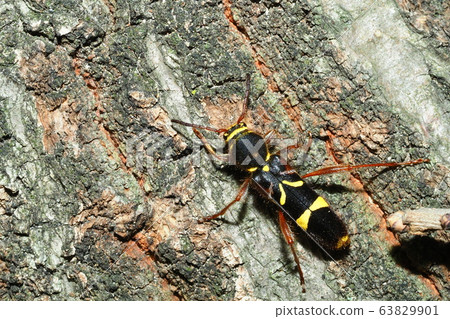 Kisujitorakamikiri 63829901