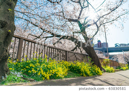 Spring in Japan Cherry blossoms along the Ishigami River Green Road, Itabashi-ku, Tokyo 63830581