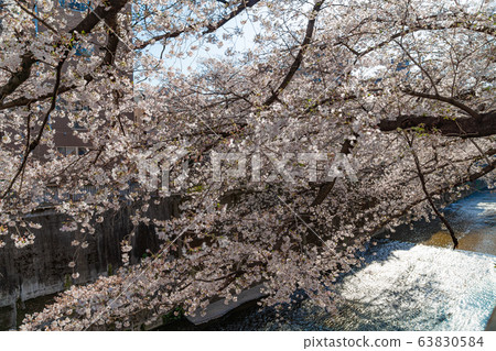 日本的春天東京板橋區石上河綠色路旁的櫻花 63830584