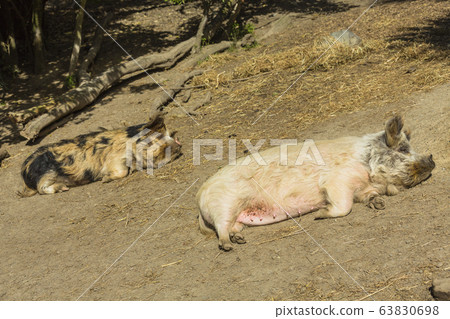 Zoo's Kunekune Pig 63830698