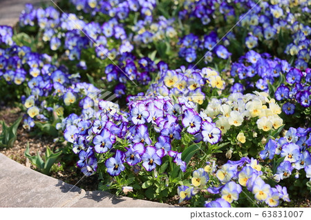 Viola flowers Viola flowers 63831007