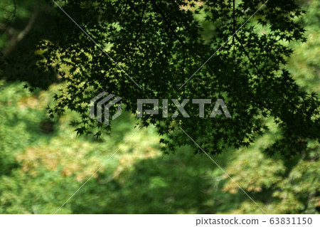 Tottori walk in autumn autumn flowers Tottori walk in autumn autumn flowers 63831150