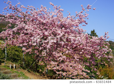 Kawazu cherry blossoms in full bloom at Nishihirahata Park Kawazu cherry blossoms in full bloom at Nishihirahata Park 63831484