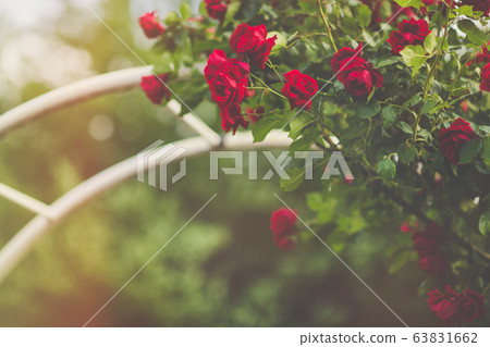 Red climbing roses on arch blooming in garden Red climbing roses on arch blooming in garden 63831662