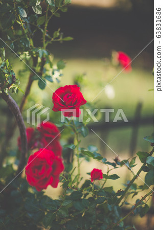 Red climbing roses on fence blooming in garden 63831686