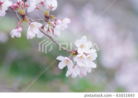 Cherry Blossoms Cherry Blossoms 63831693