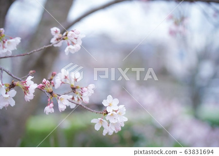 Cherry Blossoms Cherry Blossoms 63831694