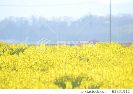 Spring rape field 63831912