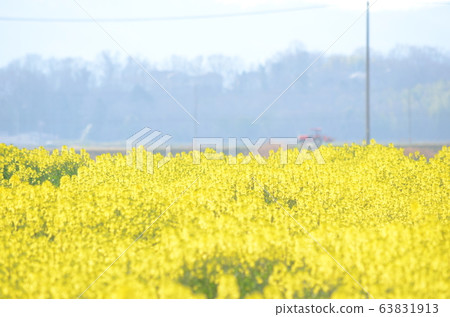 Spring rape field Spring rape field 63831913