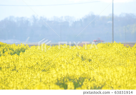 Spring rape field Spring rape field 63831914
