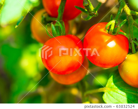 Small fruit tomato Small fruit tomato 63832524