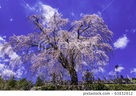 (Yamanashi Prefecture) Harama's Itozakura 63832812