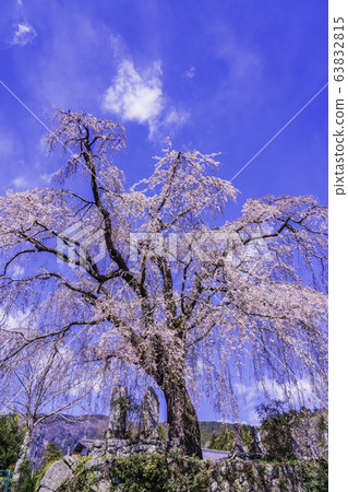 (Yamanashi Prefecture) Harama's Itozakura 63832815