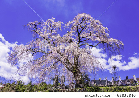 (Yamanashi Prefecture) Harama's Itozakura (Yamanashi Prefecture) Harama's Itozakura 63832816