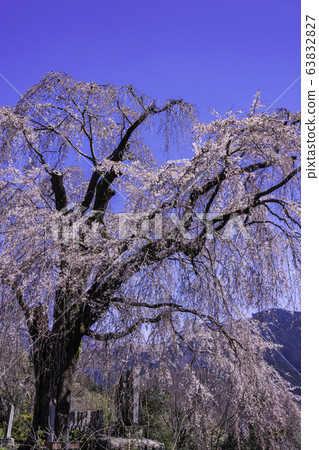 (Yamanashi Prefecture) Harama's Itozakura (Yamanashi Prefecture) Harama's Itozakura 63832827