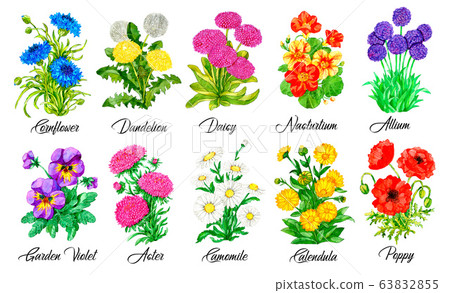 Design set of Cornflower, Daisy, Nasturtium, Pansy, Aster, Camomile and othe flowers isolated on white 63832855