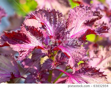 Red Ziso Red Ziso 63832934