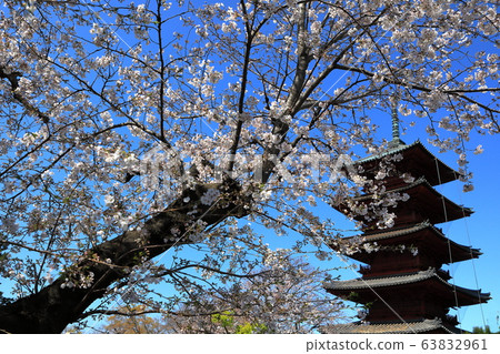 池上本門寺大戶櫻區日蓮大仙 63832961