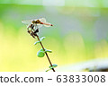 一隻蜻蜓棲息在樹枝上（秋葉根） 63833008