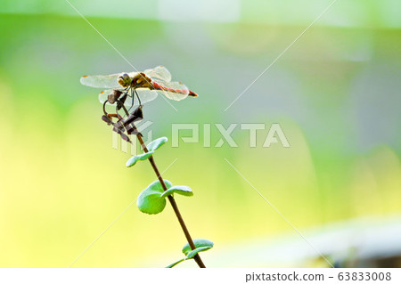一隻蜻蜓棲息在樹枝上（秋葉根） 63833008