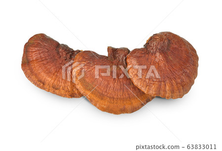 Lingzhi Mushroom Ganoderma Lucidum Isolated on Lingzhi Mushroom Ganoderma Lucidum Isolated on 63833011