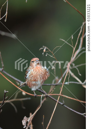 Freshwater fish Freshwater fish 63833221