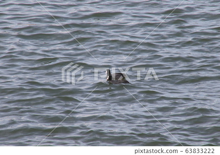 A couple who may swim in Rokugo River A couple who may swim in Rokugo River 63833222