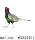 pheasant  63833404