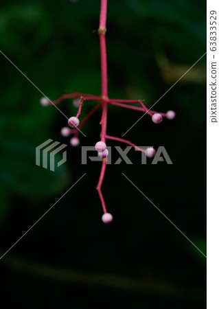 神秘的植物 63833529