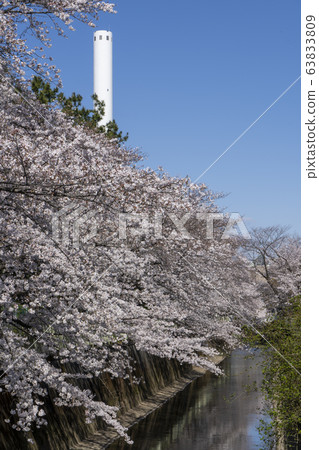 櫻花樹，神田河煙囪和杉並焚燒廠 63833809