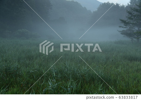 黑澤沼澤地裹在晨霧中 黑澤沼澤地裹在晨霧中 63833817
