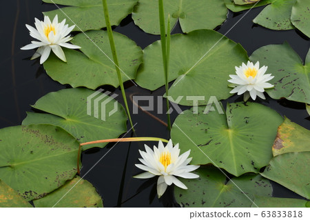 羊白花盛開在黑澤沼澤地 羊白花盛開在黑澤沼澤地 63833818