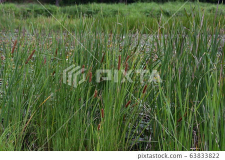 Cattle colony 63833822