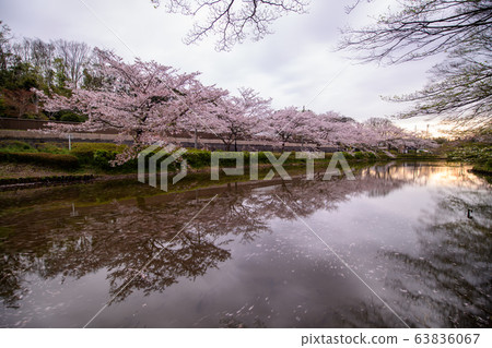 花島公園池塘周圍的櫻花 63836067