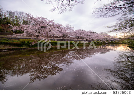 花島公園池塘周圍的櫻花 63836068