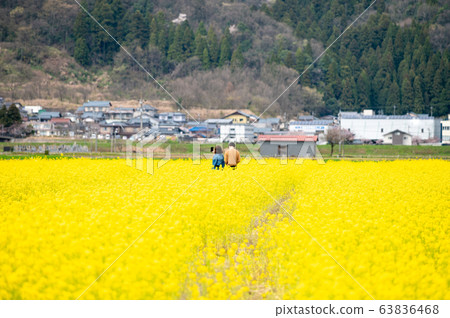 油菜田/福井縣Sabae市船前田町/ Sabae油菜飯/北陸新幹線沿線建設 油菜田/福井縣Sabae市船前田町/ Sabae油菜飯/北陸新幹線沿線建設 63836468