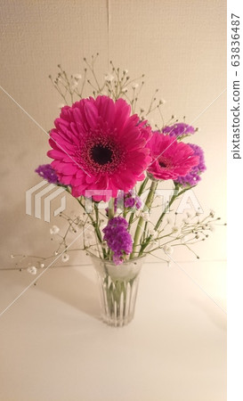 Gerbera 63836487