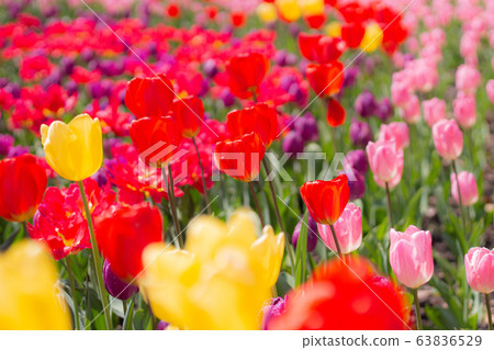 Colorful tulip flower field 63836529
