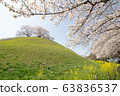 盛開美麗的櫻花的kit田甲峰公園 63836537