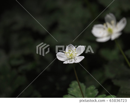 Flower of Ninnae Flower of Ninnae 63836723
