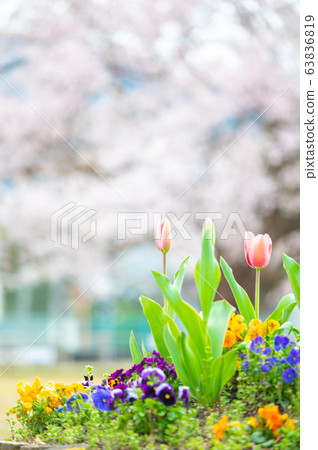 One cherry tree of a large tree blooming in the middle of the elementary school grounds / Ajimano Elementary School in Echizen-shi / Sakura in the school grounds / Fukui Prefecture 63836819