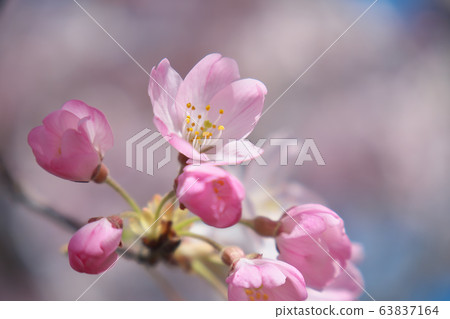 Pretty cherry blossoms (Jindai Akebono) 63837164