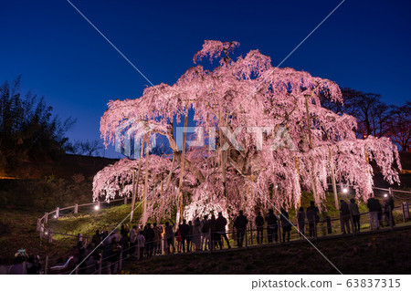 Fukushima Prefecture Miharu Falls Sakura Light up At sunset 63837315